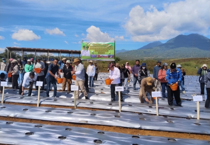 Penanaman kentang dilakukan secara simbolis oleh Bupati Manggarai, Herybertus Geradus Laju Nabit, S.E., M.A., di atas lahan bekas arena pacuan kuda di Compang Dalo, Kecamatan Ruteng, pada Kamis, 17 Juli 2025.